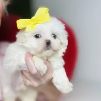 Glitter (blue eye), a female Shihpoo and Shih Tzu for sale in Houston, TX – Photo 9 of 9