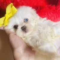 Glitter (blue eye), a female Shihpoo and Shih Tzu for sale in Houston, TX – Photo 8 of 9