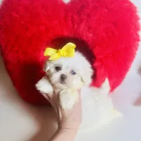 Glitter (blue eye), a female Shihpoo and Shih Tzu for sale in Houston, TX – Photo 6 of 9