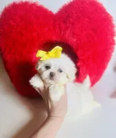 processed/d04018d9-b56d-442c-a28d-34e6acbf197e/listing/cb673b76-9ebf-4cac-9c05-975a1e1f2905/2c8b85cf-1e93-4f57-87b1-c53ad0555c13