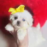 Glitter (blue eye), a female Shihpoo and Shih Tzu for sale in Houston, TX – Photo 2 of 9
