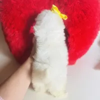 Glitter (blue eye), a female Shihpoo and Shih Tzu for sale in Houston, TX – Photo 5 of 9