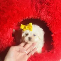 Glitter (blue eye), a female Shihpoo and Shih Tzu for sale in Houston, TX – Photo 4 of 9