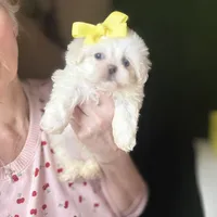 Glitter (blue eye), a female Shihpoo and Shih Tzu for sale in Houston, TX – Photo 1 of 9