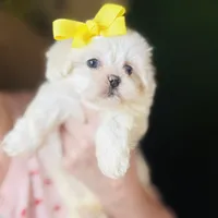 Glitter (blue eye), a female Shihpoo and Shih Tzu for sale in Houston, TX – Photo 7 of 9