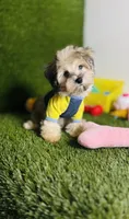 Teddy (chocolate merle).  Blue Eyes , a male Maltese and Poodle - Toy  for sale in Houston, TX – 1 of 10