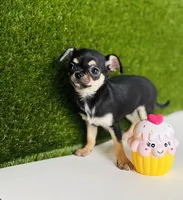 Paisley Teacup sz., a female Chihuahua for sale in Houston, TX – 2 of 10