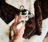 Birkin , a female Chihuahua for sale in Houston, TX – 4 of 10