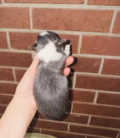 Teacup Rain Drop , a female Chihuahua for sale in Houston, TX – 3 of 10