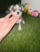 Prince  Blue Eyes, a male Chihuahua for sale in Houston, TX – 6 of 10