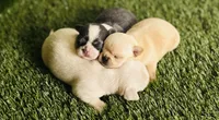 Buttercup Teacup Small Apple head , a female Chihuahua for sale in Houston, TX – 2 of 9