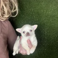 Kilo , a male Chihuahua for sale in Houston, TX – 8 of 8