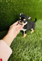 Crush , a male Chihuahua for sale in Houston, TX – 6 of 10