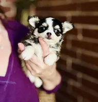 Birkin , a female Chihuahua for sale in Houston, TX – 3 of 10