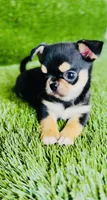 Crush , a male Chihuahua for sale in Houston, TX – 2 of 10