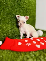 Rhiannon HOLD   Vanilla Bean, a female Chihuahua for sale in Houston, TX – 4 of 10