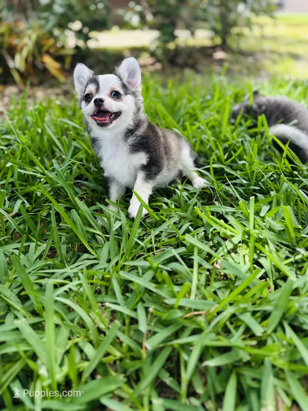 Libby Lou  – Chihuahua puppy for sale in Houston, TX
