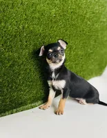 Paisley Teacup sz., a female Chihuahua for sale in Houston, TX – 9 of 10
