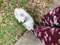 Blueberry baby, a male Pomeranian for sale in Houston, TX – 5 of 10