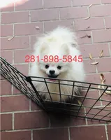 Blueberry baby, a male Pomeranian for sale in Houston, TX – Photo 6 of 6