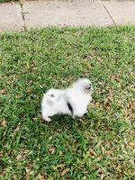 Blueberry baby, a male Pomeranian for sale in Houston, TX – 10 of 10