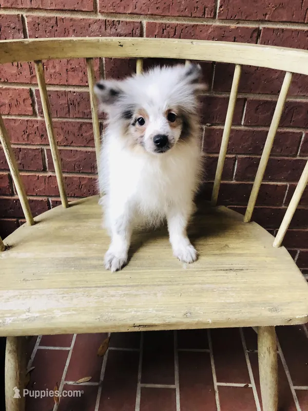 Blueberry baby – Pomeranian puppy for sale in Houston, TX