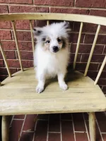 Blueberry baby, a male Pomeranian for sale in Houston, TX – 4 of 10