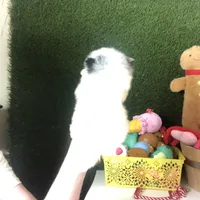 Teacup Blueberry baby, a male Pomeranian for sale in Houston, TX – Photo 4 of 5