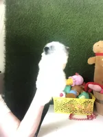 Teacup Blueberry baby, a male Pomeranian for sale in Houston, TX – Photo 4 of 5