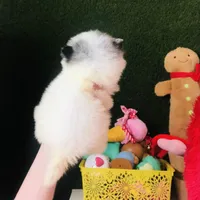 Teacup Blueberry baby, a male Pomeranian for sale in Houston, TX – Photo 3 of 5