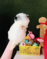 Teacup Blueberry baby, a male Pomeranian for sale in Houston, TX – Photo 3 of 5