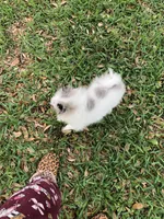 Blueberry baby, a male Pomeranian for sale in Houston, TX – 7 of 10