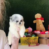 Teacup Blueberry baby, a male Pomeranian for sale in Houston, TX – Photo 5 of 5