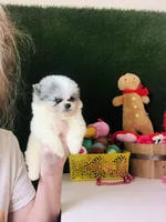 Teacup Blueberry baby, a male Pomeranian for sale in Houston, TX – Photo 5 of 5