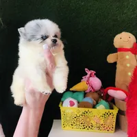 Teacup Blueberry baby, a male Pomeranian for sale in Houston, TX – Photo 2 of 5