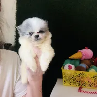 Teacup Blueberry baby, a male Pomeranian for sale in Houston, TX – Photo 1 of 5