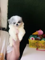 Teacup Blueberry baby, a male Pomeranian for sale in Houston, TX – Photo 1 of 5