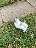 Blueberry baby, a male Pomeranian for sale in Houston, TX – 9 of 10