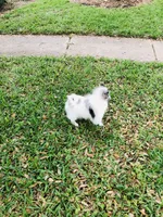 Blueberry baby, a male Pomeranian for sale in Houston, TX – 8 of 10