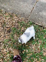 Blueberry baby, a male Pomeranian for sale in Houston, TX – 6 of 10