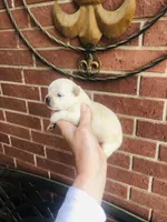 Biscuit , a male Chihuahua for sale in Houston, TX – Photo 7 of 9