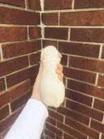 Biscuit , a male Chihuahua for sale in Houston, TX – Photo 2 of 9