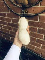 Biscuit , a male Chihuahua for sale in Houston, TX – Photo 5 of 9