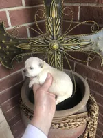 Biscuit , a male Chihuahua for sale in Houston, TX – Photo 6 of 9