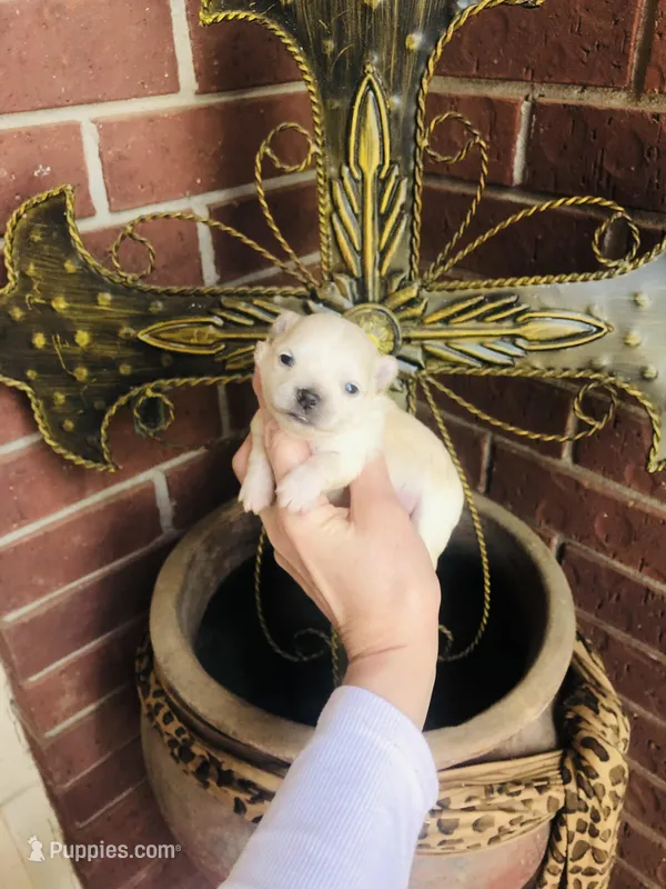 Biscuit  – Chihuahua puppy for sale in Houston, TX