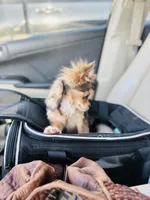 All shots done / Balto Husky, a male Chihuahua for sale in Houston, TX – Photo 4 of 10