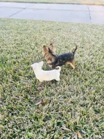 All shots done / Balto Husky, a male Chihuahua for sale in Houston, TX – Photo 9 of 10