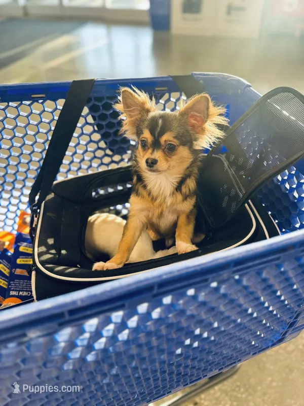 All shots done / Balto Husky