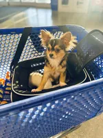 All shots done / Balto Husky, a male Chihuahua for sale in Houston, TX – Photo 1 of 10