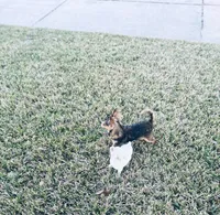 All shots done / Balto Husky, a male Chihuahua for sale in Houston, TX – Photo 3 of 10